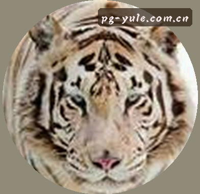 王磊